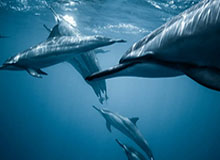 开云：让云端成为企业成长的伙伴